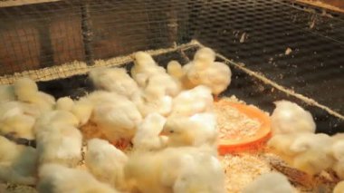 küçük sarı tavuk