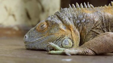 Yukarı kattaki dinlenme iguana sürüngen