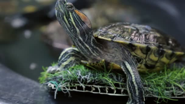 Żółw czerwonolicy w zbliżenie — Wideo stockowe