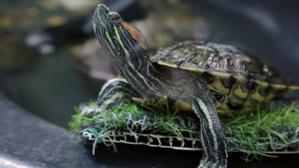 Κόκκινο-eared slider στην κινηματογράφηση σε πρώτο πλάνο — Αρχείο Βίντεο