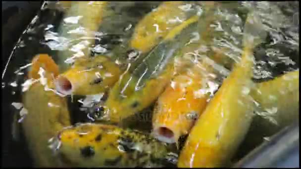 Teich mit Goldfischen — Stockvideo