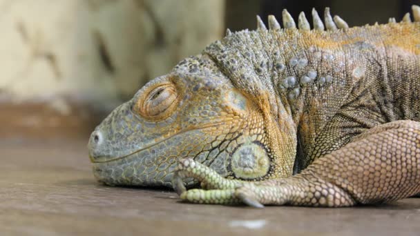 Игуанская рептилия, лежащая на полу в крупном плане — стоковое видео