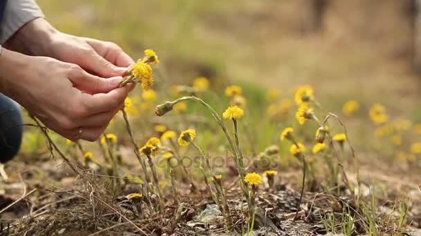 Le mani della donna che raccolgono i fiori gialli — Video Stock