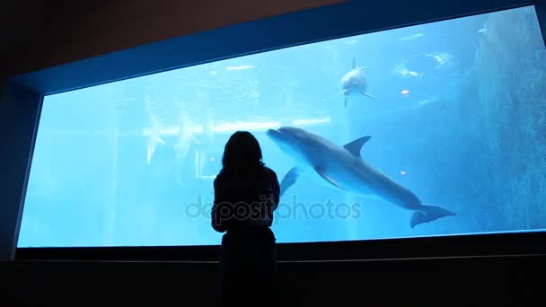 Entraîneur animal travaille avec les dauphins — Video