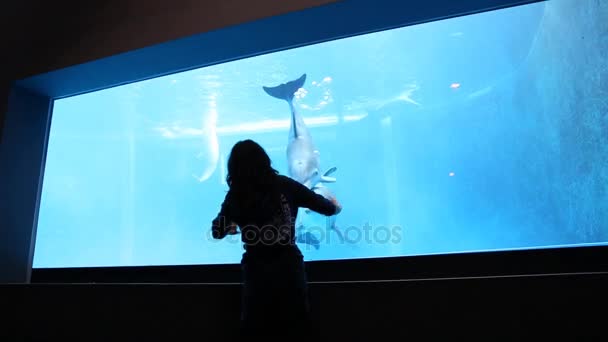 Εκπαιδευτή ζώων συνεργάζεται με τα δελφίνια — Αρχείο Βίντεο