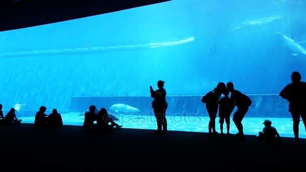 El gran acuario con delfines — Vídeos de Stock