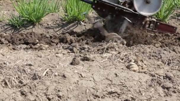 Plowing the soil with a motoblock — Stock Video