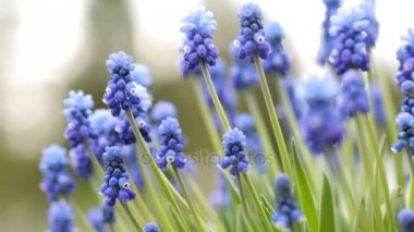 Muscari armeniacum. Bahçedeki üzüm sümbül 