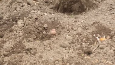 Bahar sezonunda patates dikim