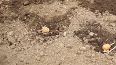 Bahar sezonunda patates dikim