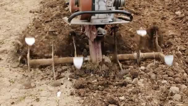 Plowing il terreno con un motoblocco — Video Stock