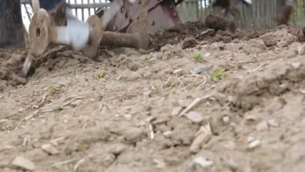 Pflügen des Bodens mit einem Motoblock in Zeitlupe — Stockvideo