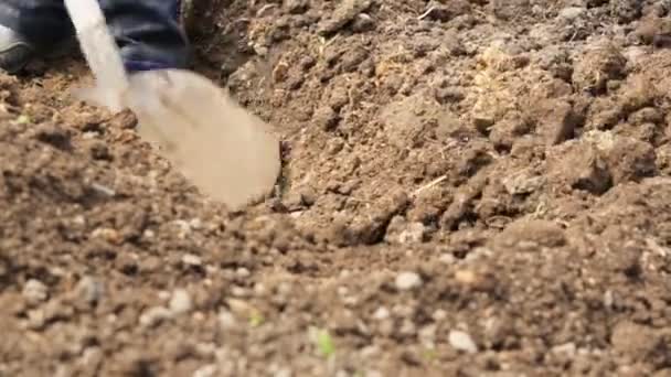 Digging in soil with a shovel — Stock Video