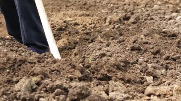 Σκάβουν στο χώμα με ένα φτυάρι — Αρχείο Βίντεο