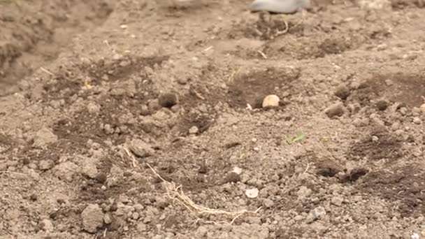 Planting potato in spring season — Stock Video