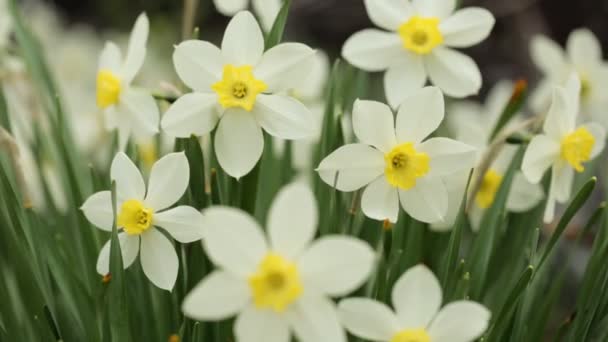 Narcissus in closeup — Stock Video