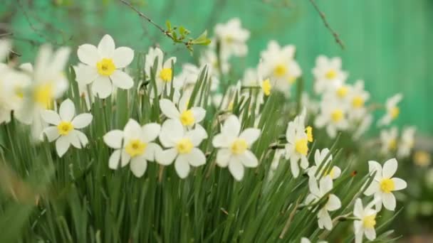 Narcissus in closeup — Stock Video