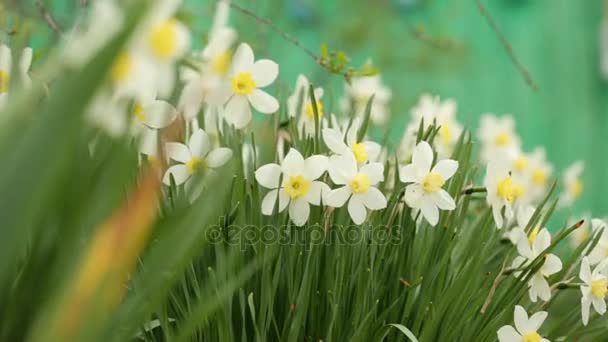 Narcissus in closeup — Stock Video