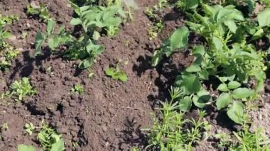 Çiftçi kadar genç patates fidan kalıplama