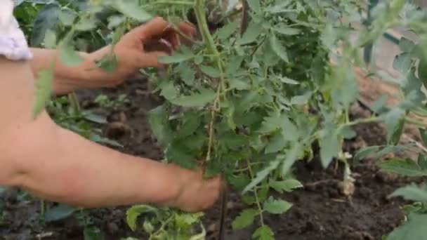 Bonde Riva överskott bladen från tomat buskar — Stockvideo