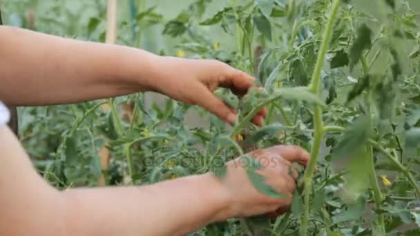 Agricultor rasgando folhas em excesso de arbustos de tomate — Vídeo de Stock