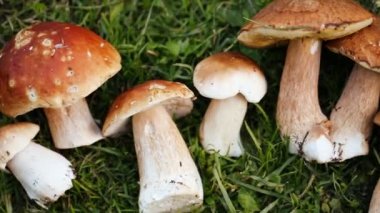 Çimlerin üzerinde taze mantarlar