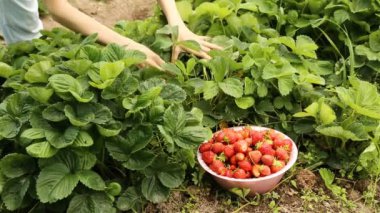 Toplama olgun çilek bahçe yatak formu