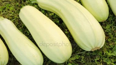 İliği hasat çimenlerin üzerinde