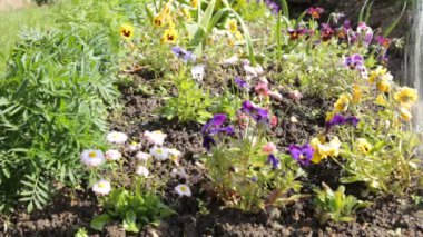 Bahçedeki çiçekleri sulamak