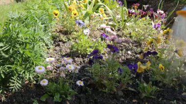 Bahçedeki çiçekleri sulamak