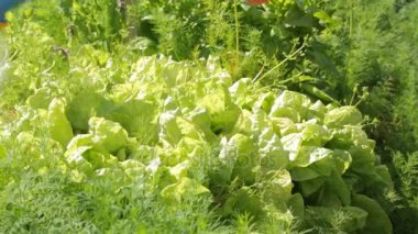 Salata Bahçe Sulama