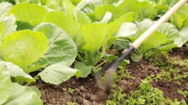 Bahçedeki helikopter ile lahana yatak ayıklayacaktır