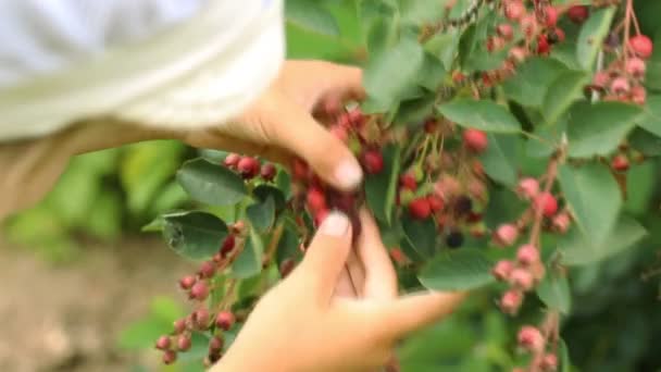 Gathering shadberry in the garden — Stock Video