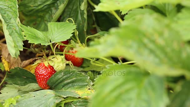 Verzamelen rijpe aardbeien vormen het tuin bed — Stockvideo