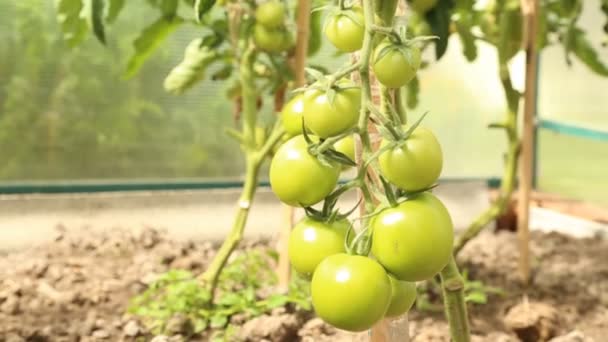 Branche de tomates vertes en serre — Video