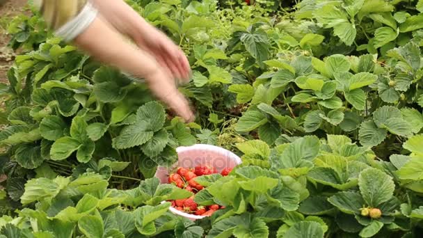 Gathering ripe strawberries form the garden bed — Stock Video