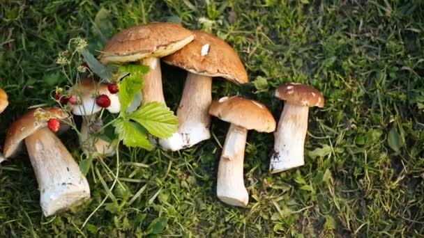 Fresh mushrooms on the ground among wild strawberries — Stock Video