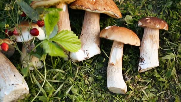 Verse champignons op de grond onder wilde aardbeien — Stockvideo