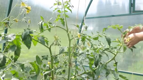 Landwirt bindet Tomatenbüsche zusammen — Stockvideo