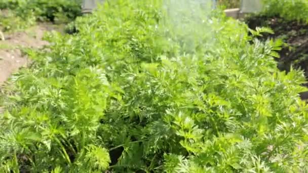 Watering carrots in the garden — Stock Video