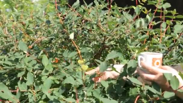 Raccolta caprifoglio dal cespuglio in giardino — Video Stock