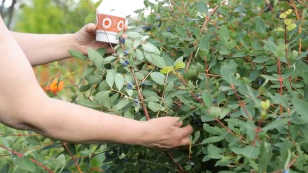 Recogiendo madreselva del arbusto en el jardín — Vídeo de stock