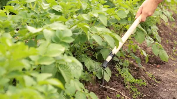 Kartoffelbeet mit Häckslern im Garten jäten — Stockvideo