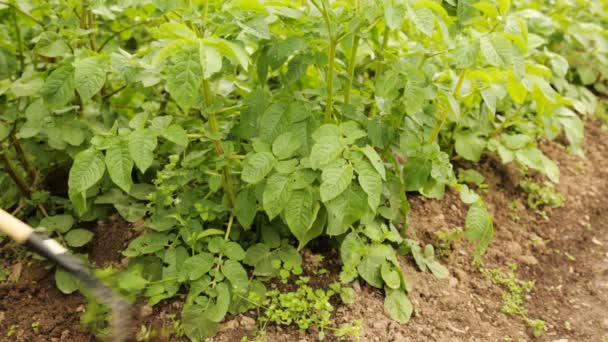 Kartoffelbeet mit Häckslern im Garten jäten — Stockvideo
