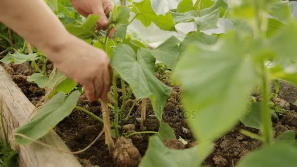 Landwirt bindet Gurkenbüsche zusammen — Stockvideo