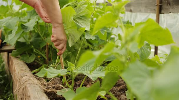 Agricultor amarrando arbustos de pepino — Vídeo de Stock