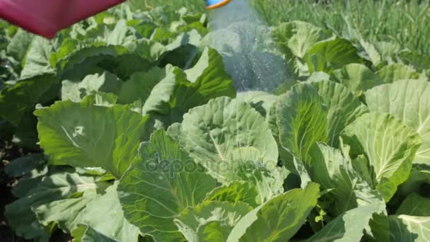 Watering cabbage in the garden — Stock Video