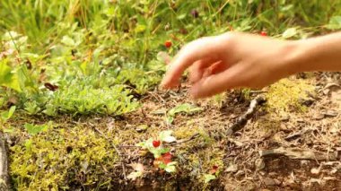 Malzeme çekme Yaban çilekleri ormanda erkek eller