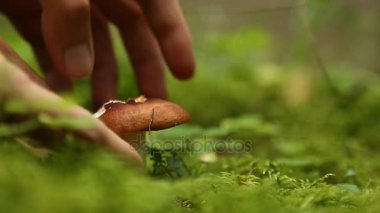 Malzeme çekme mantar ormanda erkek eller