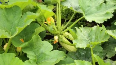 Bahçedeki kesme taze olgun kemik iliği